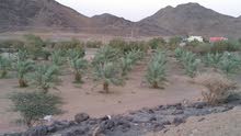 مزرعة للاستثمار طويل الاجل مزرعة للاستثمار طويل الاجل
