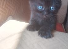 Scottish fold Scottish fold