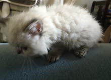 himalayan kitten himalayan kitten