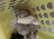 Bunnies for sale Urgently Bunnies for sale Urgently