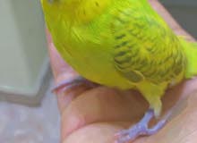 للبيع بادجي مدرب و اليف يصلح للاطفال للبيع بادجي مدرب و اليف يصلح للاطفال