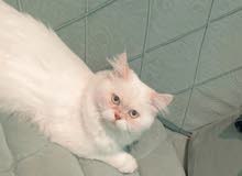 قط ذكر هيمالايا اورانج هاڤ بيكي للتزاوج وليس للبيع قط ذكر هيمالايا اورانج هاڤ بيكي للتزاوج وليس للبيع