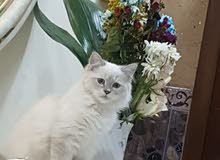 قطة شيرازيه قطة شيرازيه