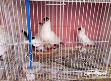 جوزين طيور مكفولاات بولونيات جوزين طيور مكفولاات بولونيات