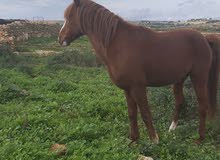 احصان الله ايبارك احصان الله ايبارك