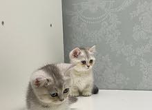منجكن سكوتش ستريت انثى female munchkin Scottish straight منجكن سكوتش ستريت انثى female munchkin Scottish straight