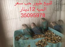 African lovebird for sale sex unknown. free delivery for all six. Each one 12