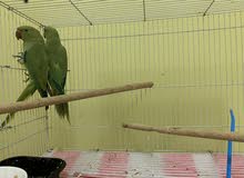 female irn untamed with cage female irn untamed with cage