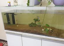 Big aquarium set Big aquarium set
