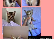 قطه للبيع قطه للبيع