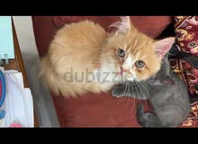 Scottish cats Scottish cats