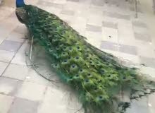 Peacock pair Peacock pair
