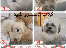 شيتزو 90 BD شيتزو 90 BD