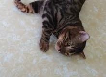 bangal cat pure قط ذكر بنغال لعوب ومنتج bangal cat pure قط ذكر بنغال لعوب ومنتج