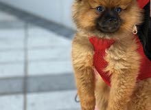 Pomeranian male Pomeranian male