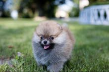 Mini pomeranian puppy Mini pomeranian puppy