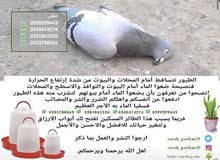 سقايه للطيور و القطط سقايه للطيور و القطط