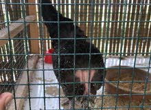 fancy egg laying hen and roaster fancy egg laying hen and roaster