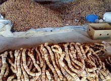 كرموس حبل تونسي جملة جملة كرموس حبل تونسي جملة جملة