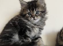 pure mainecoon & british shirazy kittens pure mainecoon & british shirazy kittens