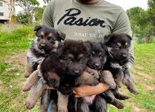 German Shepherd German Shepherd