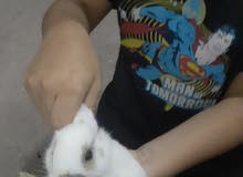 Rabbit for sale Rabbit for sale