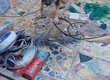 جلب جيرمن عمره 3 شهر اصل الام والاب جيرمن صحه جيده جلب جيرمن عمره 3 شهر اصل الام والاب جيرمن صحه جيده