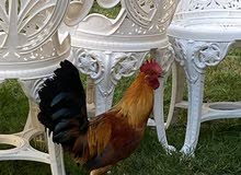 ديك للبيع علا السوم حار ونضيف وسليم ومحصن واقبل البدل علا السوم ديك للبيع علا السوم حار ونضيف وسليم ومحصن واقبل البدل علا السوم