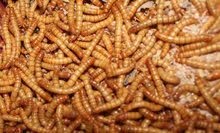 دود قبابي للبيع صويلح