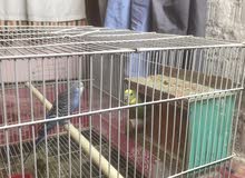 طيور حب وقفص طيور حب وقفص