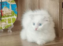 Scotish Kitten Scotish Kitten