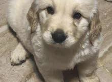 Golden Retrievers Golden Retrievers