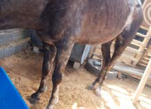 حصان ناصيه الله يبارك حصان ناصيه الله يبارك