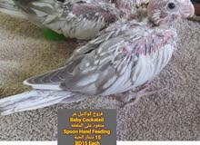 Baby cockatiel فروخ كوكتيل Baby cockatiel فروخ كوكتيل