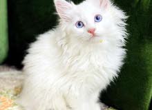 مطلوب قطه شيرازيه لون ابيض عيون زرق عمر شهرين الى 3 اشهر مطلوب قطه شيرازيه لون ابيض عيون زرق عمر شهرين الى 3 اشهر