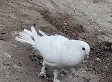 طيرفحل للبيع طيرفحل للبيع