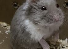هامستر روسي القزمdwarf hamster/