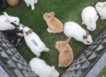 أرانب صغيره وكبيره أرانب صغيره وكبيره