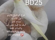 Latino Baby Cockateil فرخ كوكتيل لاتينو Latino Baby Cockateil فرخ كوكتيل لاتينو