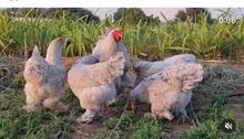 صيصان للدجاج البراهما والكوشن