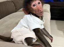 Baby monkey for sale