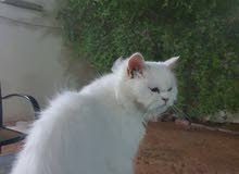 pure persian cat white shops dont contact قطوة شيرازية بيضة pure persian cat white shops dont contact قطوة شيرازية بيضة