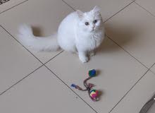 قطة شيرازي بيور عمر 6 أشهر عين زرقاء و عين خضراء