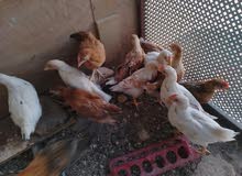 صيصان لوهمان  شهرين للبيع