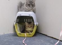 Himalayan Persian cats Himalayan Persian cats