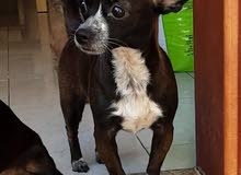Chihuahua male and female available Chihuahua male and female available