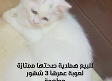 قطط للبيع قطط للبيع