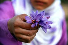 زعفران زعفران