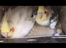100% breeding pair for sale 100% breeding pair for sale