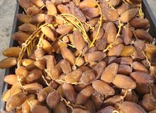 دقلة النور دقلة النور
